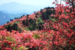 3.14成行/3.15成行【登新兴天露山】赏高山杜鹃 徒步1日游