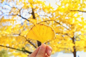 11.21成行/11.28成行【恭城+海洋乡】大小桐木湾赏银杏，红岩村探秘万亩柿林，行摄黄姚古镇，2天2夜