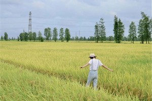 10.24成行/10.25【金秋台山】浮月村，都斛海鲜街，梅家大院，金秋稻浪，百年洋楼