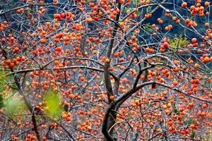 9.25/9.26/9.27【徒步·桂峰柿子】从化十登之桂峰山，桂峰柿子桂满枝头，轻松打卡千米高峰