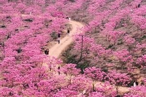 特价79 江门千亩紫花风铃盛开+千亩葵树林+网红彩虹村 1天