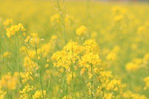 3・8 女神节｜红山村油菜花徒步大会，赴一场春日之约