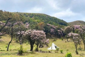 3.14成行/3.15成行【登八排山·赏杜鹃花】广东醉美原生态大草原