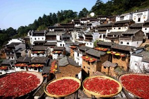 【婺源篁岭晒秋，婺源枫语3日】石城醉美红叶，漫步长溪秋色步道