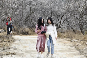 7号成行/10号/11号出发【从化十登·赏梅】桂峰山下一片白，南国“雪景”等你来