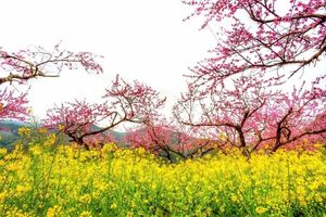 3.14【九峰春摄】探寻九峰醉美花海，赏从化樱花盛宴，行摄韶关时光隧道2天