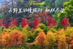 【岭南红叶世界1天】行摄从化百亩柿海，走进韶关红枫、牧场、霍比特小屋、天空之境