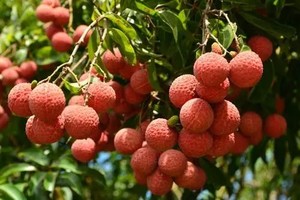6.6成行/6.7成行【增城摘荔枝】入园任吃，赏莲塘春品烧鸡，白江湖溯溪戏水