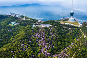 3.21/3.22 登深圳第一峰梧桐山，最美杜鹃花开