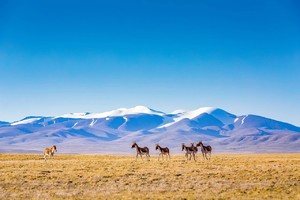 【航拍可可西里】青海湖-翡翠湖-艾肯泉-水上雅丹-火星公路-察尔汗盐湖-黄瓜梁雅丹-可可西里7日游
