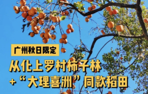 9.25/9.26/9.27【从化秋色】从化千亩“柿”外桃源，罗洞工匠小镇，艾米千亩金色稻田，品从化农家菜