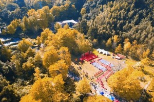 桐子坳银杏+大峡谷十万株枫叶林+千年魅力古城2天