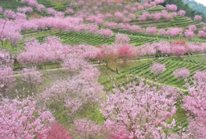 2.20-21成行 梅州阴那山樱花+潮州古城 2天