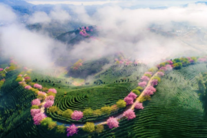 3.14【福建樱花2天】美哭《国家地理杂志》的樱花茶园+大鱼海棠同款土楼