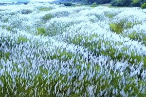 29/30号出发 广东版的绝美“蓝眼泪”+北江千亩芦苇花盛开+石角小新疆 1天