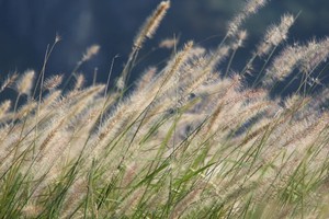 【英德秘境】秋日限定！茶庄里的浪漫：北江畔狗尾巴草+情人桥同心岛