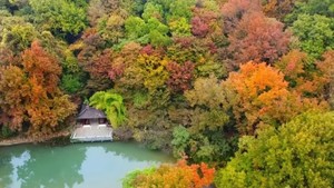 【江南秋】11月22日杭州集合：诗意江南，这三座城正迎来颜值巅峰，错过再等一年9日游