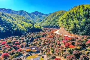 12.3/12.6成行【蓝山谷】美爆了！蓝山谷十里枫叶林， 赏千亩五角枫叶林