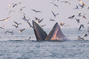 【涠洲岛3天2晚】《中国国家地理》力荐！涠洲岛观鲸之旅，解锁中国最美海岛的鲸奇秘境