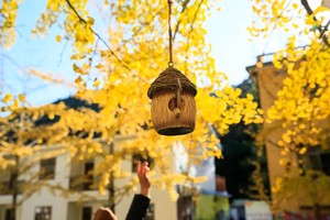 12.13成行【多彩韶关2天】帽子峰银杏+湖心坝+东华禅寺+南岭红沙漠