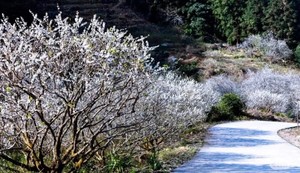 从化神秘狮象岩遗址+桂峰山李子花1天（不登山休闲线）