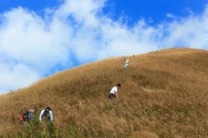 1.17/1.18【惠阳白云嶂+东莞银屏嘴】赏满山金黄芒草，挑战千米高峰，登高望远
