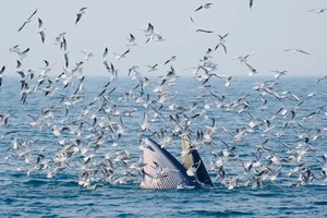 【20°C魅力广西】徒步浩坤湖，跨国德天瀑布，崇左田园峒那屿湾 ，北海涠洲岛，出海观鲸 6天5晚