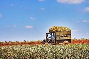 【大美粤西3天】东平葛洲岛+海上小故宫+中国第一滩+茂名小垦丁+菠萝的海