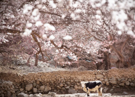 【南疆塔莎杏花 7日】木吉火山口 塔莎古道 莎车古城 班迪尔湖 盘龙古道 喀什 大同乡 塔尔乡杏花游