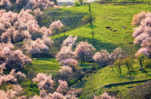【伊犁杏花 6日】2-8人 吐尔根 那拉提冰百合 大西沟杏花 独山子大峡谷 赛里木湖