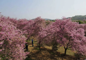 3.11【九峰&樱花2天】 相约广东小平坝，赏醉美樱花，探寻九峰花海