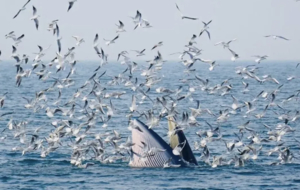 3.20/4.2【20°C魅力广西6天】徒步浩坤湖，跨国德天瀑布，崇左田园峒那屿湾 ，北海涠洲岛，出海观鲸