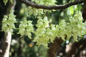 3.21/3.22【美拍清远】禾雀花+飞来峡古栈道，尝北江美味农家菜