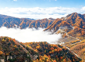 【秦巴秋色7天】秦岭彩林，光雾山红叶，汉中千年古银杏