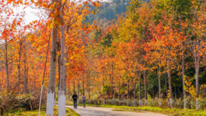 【秋日童话】漫游千亩柿海金浪，邂逅岭南红叶秘境：稻香小镇田园诗·天空之境美拍·高山茶园·纯真温泉，二日养生度假