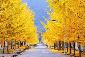 【金秋寻禅】银杏漫舞·古寺听禅：打卡南雄帽子峰“小九寨”，朝圣南华禅寺祈福，探秘马坝人遗址，沐浴曹溪温泉二日养心之旅