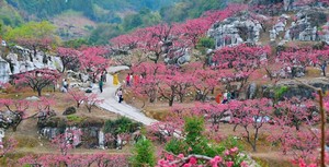 2.28成行/3.1 连平鹰嘴桃之乡，打卡十万亩桃花仙境