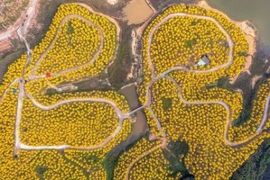 2.17-2.22天天发团【肇庆赏花】2 万株黄花风铃缀山野，邂逅岩前村、漫步象岗云道，尽赏星湖风光