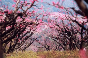 3月8日 广东徒盟第一期徒步节暨连平桃花13公里徒步