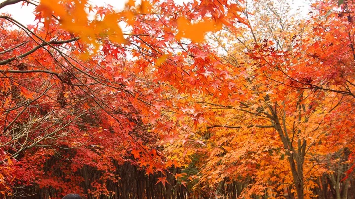 1672a6b0c1f.png-w1030
