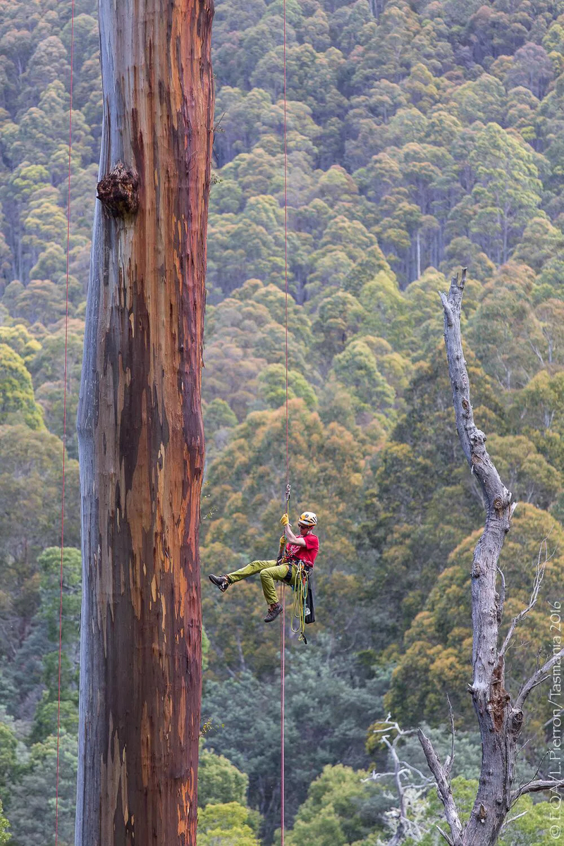 welcome to the world of tree climbing!欢迎开到攀树的世界!