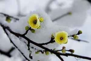 1月24 寻梅 休闲游植物园 赏梅花   西溪梅墅 探梅厅