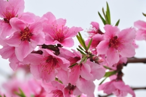 3月29富阳  十里桃花 桃花朵朵开，满山谷桃红  野餐 晒太阳