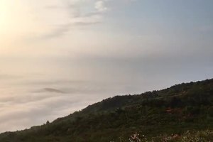 遂昌高坪桃源日出，满山杜鹃