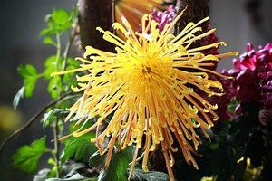 11月8日 游西湖 植物园 看菊花展 赏花品美食