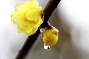 1月3日 寻腊梅 休闲游植物园 赏腊梅