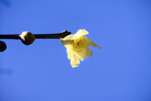 1月11植物园 晒太阳  野餐 玩游戏