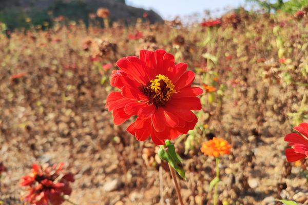 9月21夜 周日  青山湖夜骑 绿道 夕阳 花海 水杉 30KM休闲骑游