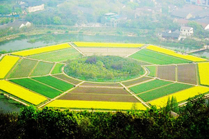 3月14日  八卦田 看油菜花 太子湾公园 探樱花 郁金香 雪柳