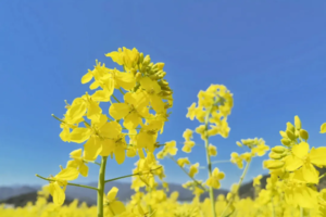 3月22 慢骑 慢生活村 南湖 沼溪 田野风光